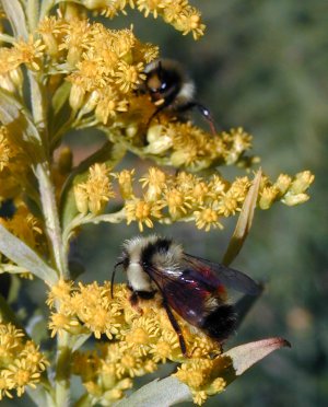 Bee on goldenrod