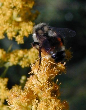 Bee on goldenrod