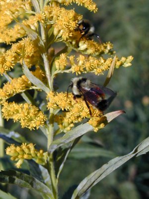 Bee on goldenrod