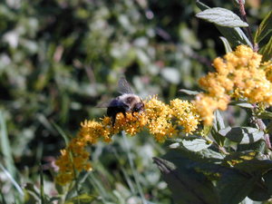 Bee on goldenrod