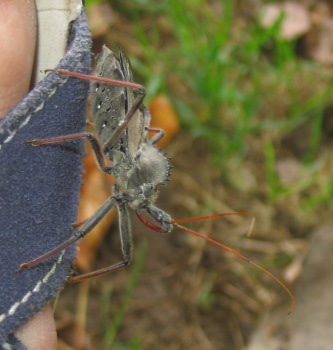 Wheel bug