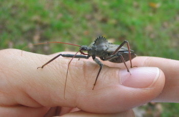 Wheel bug