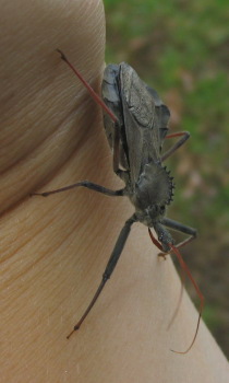 Wheel bug