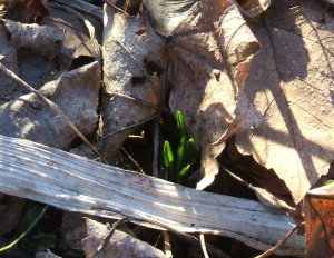 first crocus