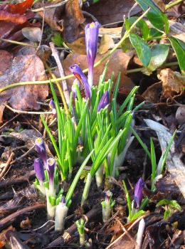 crocuses