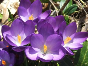 crocuses