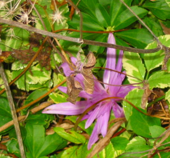 autumn crocus