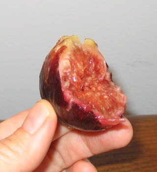 fresh fig