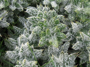 Frosted thistle