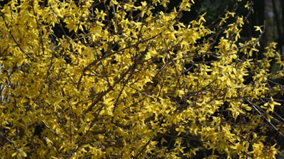 forsythia