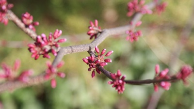 redbud buds