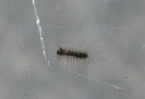 gypsy moth caterpillar