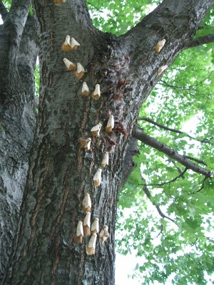 gypsy moth