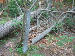 Fallen hemlocks