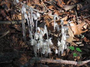 Indian pipe