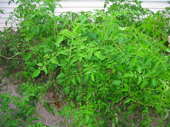 Tomato jungle
