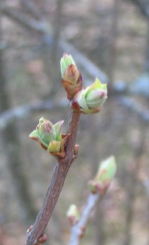 lilac buds