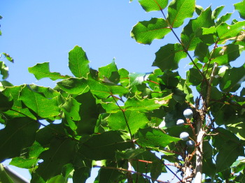 Mahonia berries