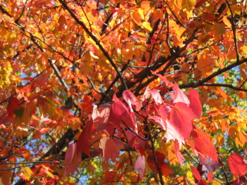 red maple tree