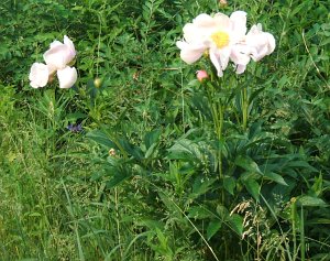 Blooming peony