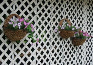 Hanging basket of petunias