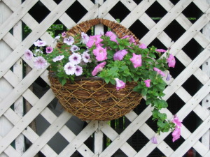 Hanging basket of petunias