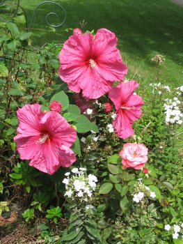 pink flowers