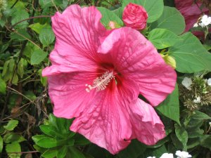 pink flowers