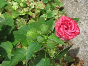 pink flowers