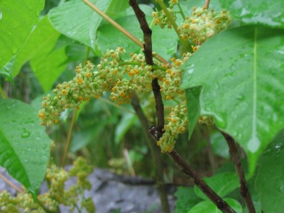 poison ivy vine