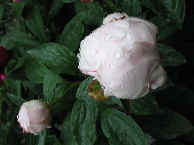 wet peony