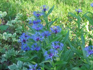 Purple flowers