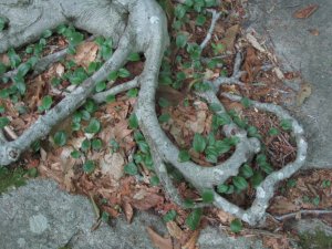 Tree root