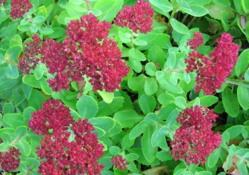 sedum