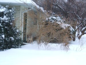 Snow
