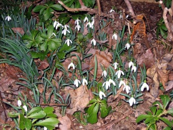 snowdrops