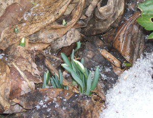 first snowdrop