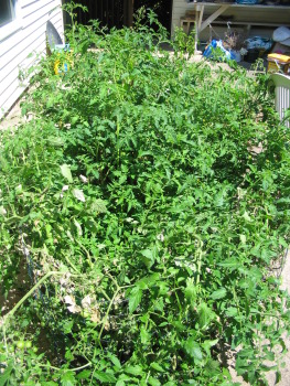 Tomato jungle