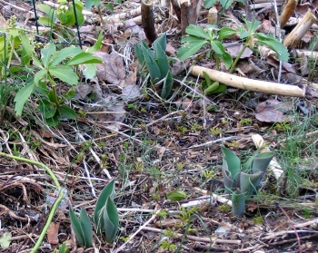 tulips