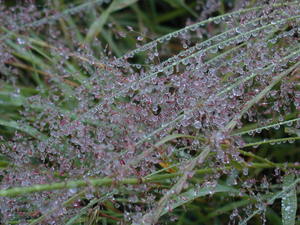 wet grass