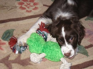 spaniel puppy