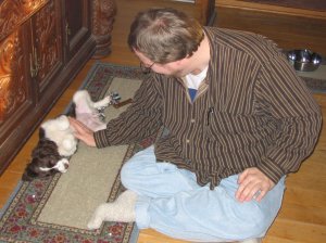 spaniel puppy