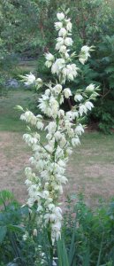 Yucca flowers