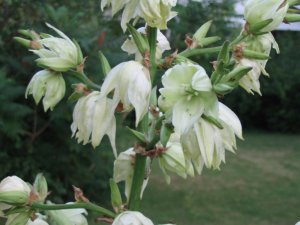 Yucca flowers