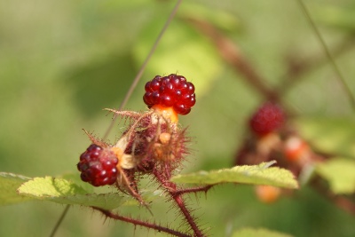 Raspberries