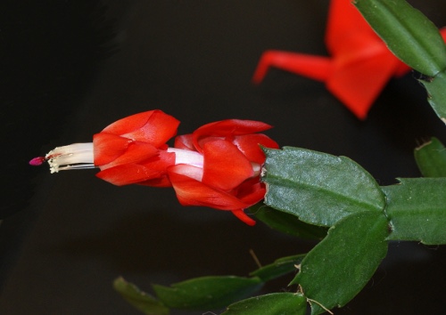 flowering cactus