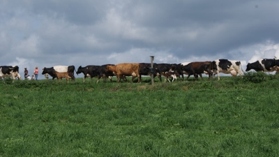 Dairy cows