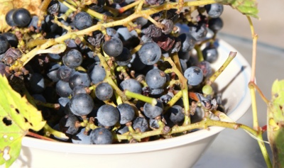 grapes