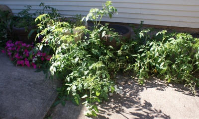 tomato jungle