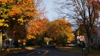 Autumn leaves